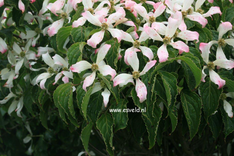 Cornus kousa 'Tsukuba no mine'