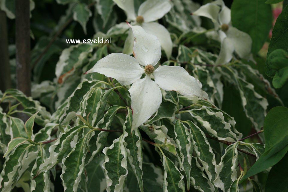 Cornus kousa 'Wolf's Eye'