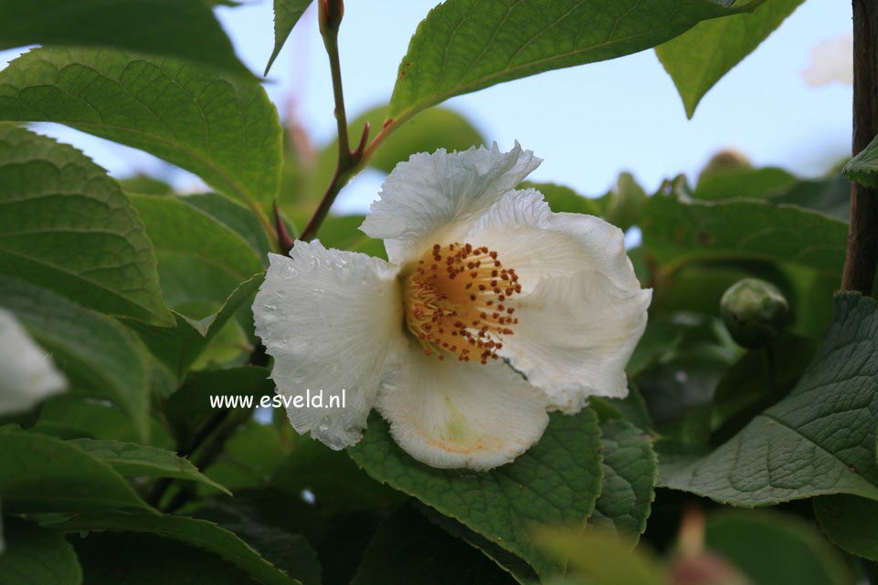 Stewartia pseudocamellia