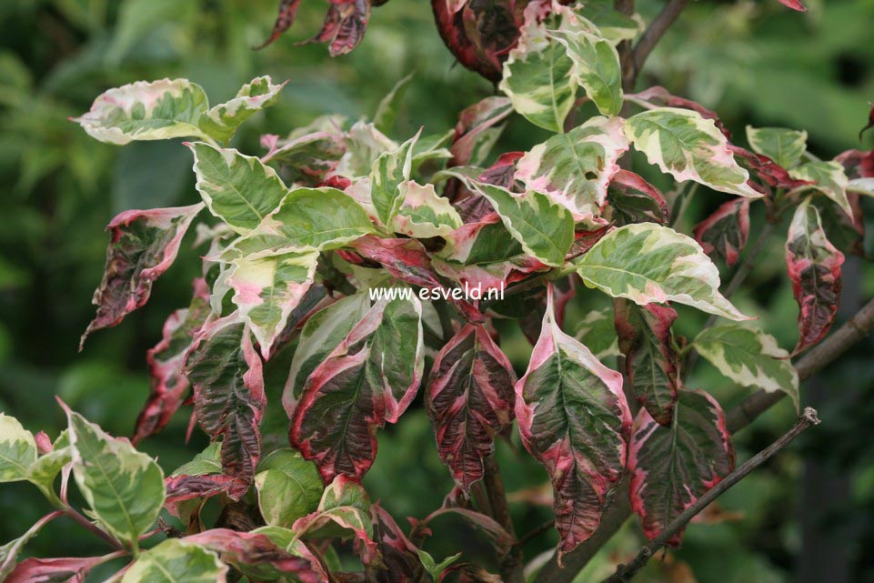 Cornus florida 'Welchii'