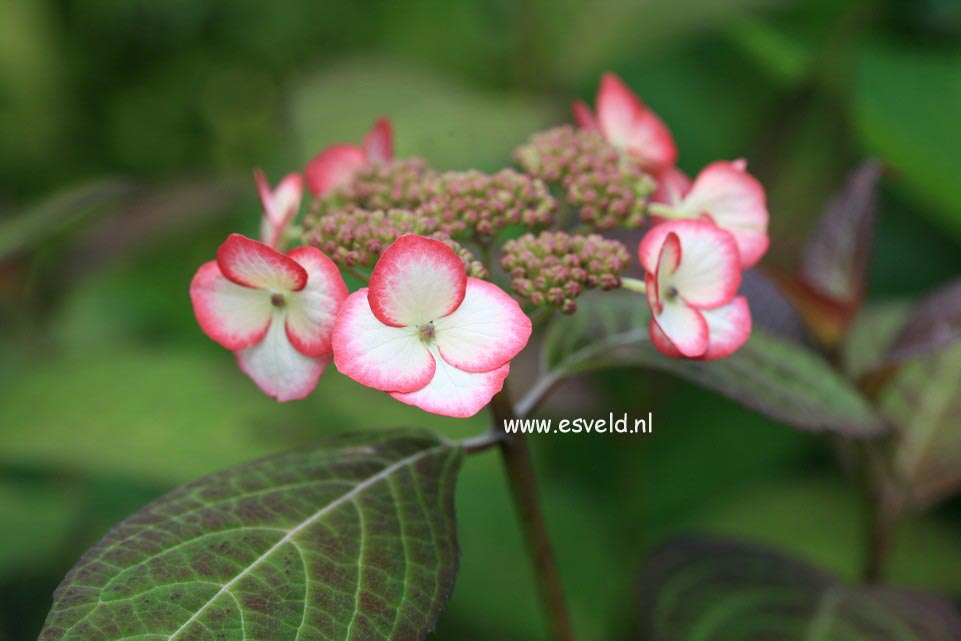 Hydrangea serrata 'Kiyosumi'