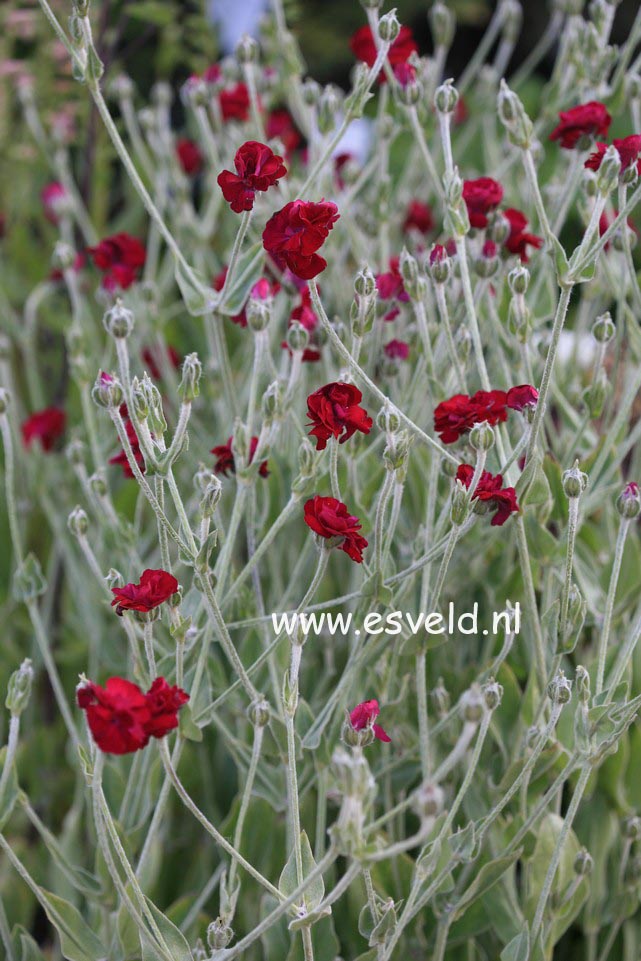 Lychnis coronaria 'Gardeners World'