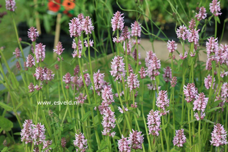 Stachys monnieri 'Rosea'