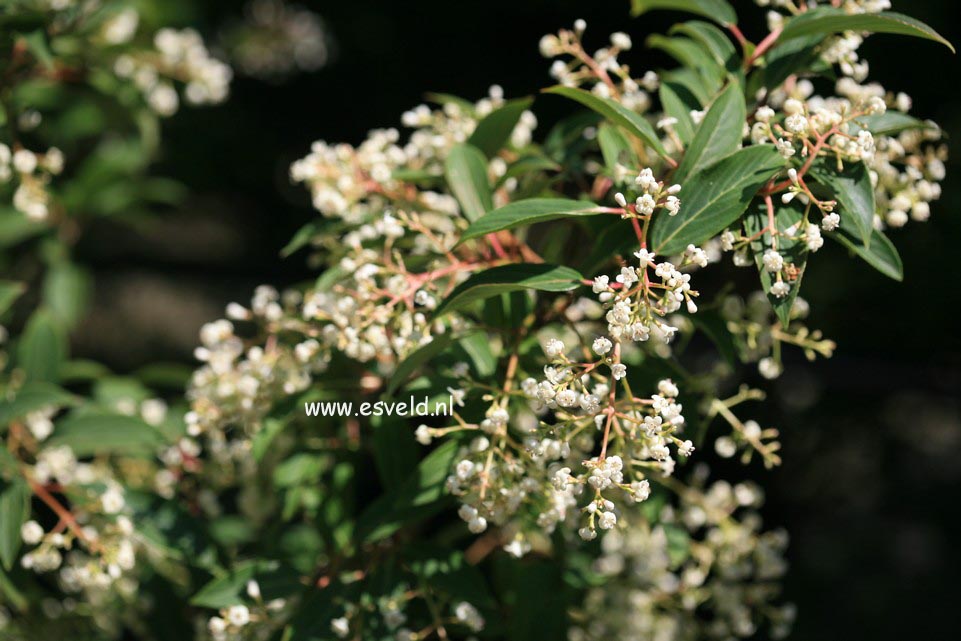 Viburnum erubescens