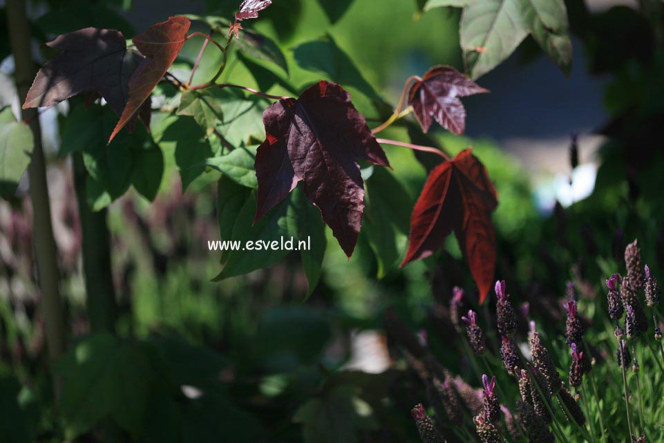 Liquidambar styraciflua 'Burgundy'