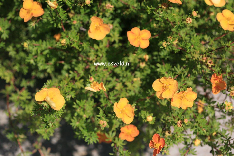 Potentilla fruticosa 'Sunset'