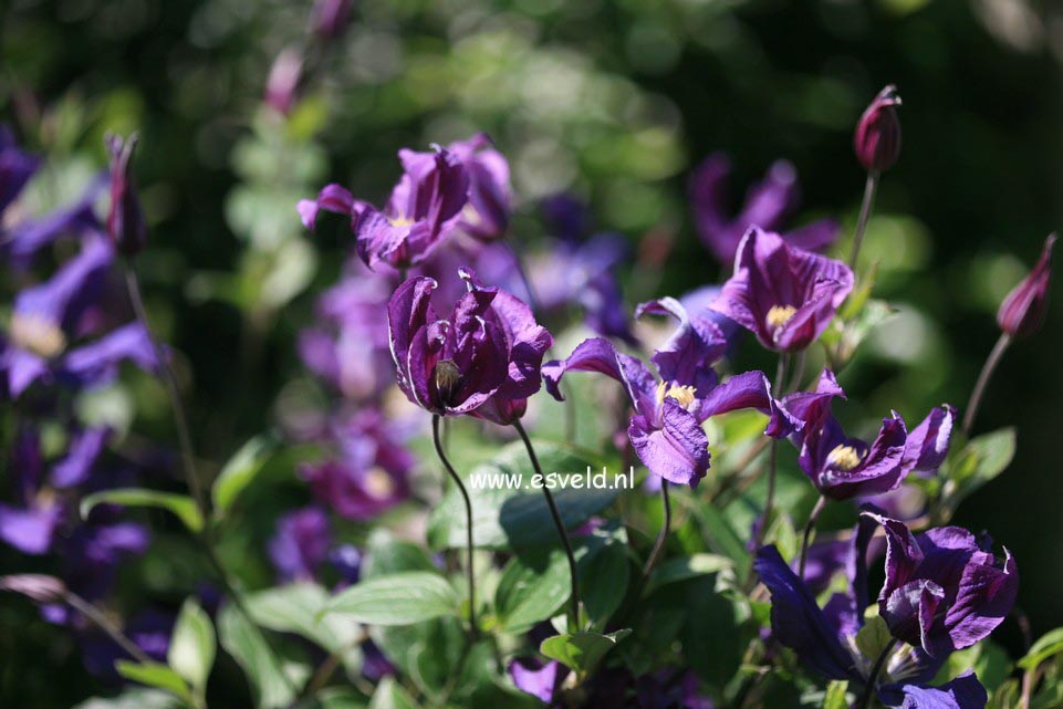 Clematis 'Zobluepi' (BLUE PIROUETTE)