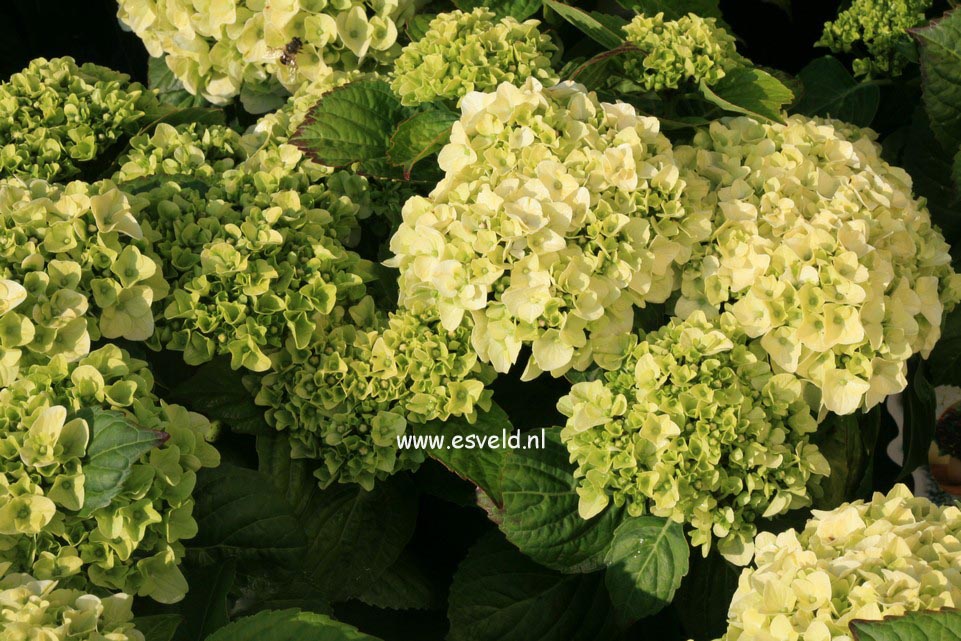 Hydrangea macrophylla 'Napo' (MAGICAL PEARL)