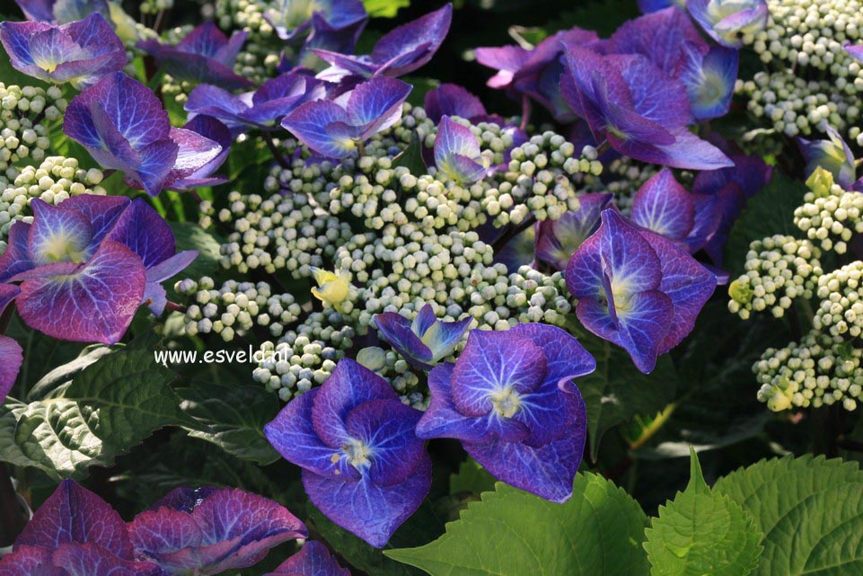 Hydrangea macrophylla 'Zorro'