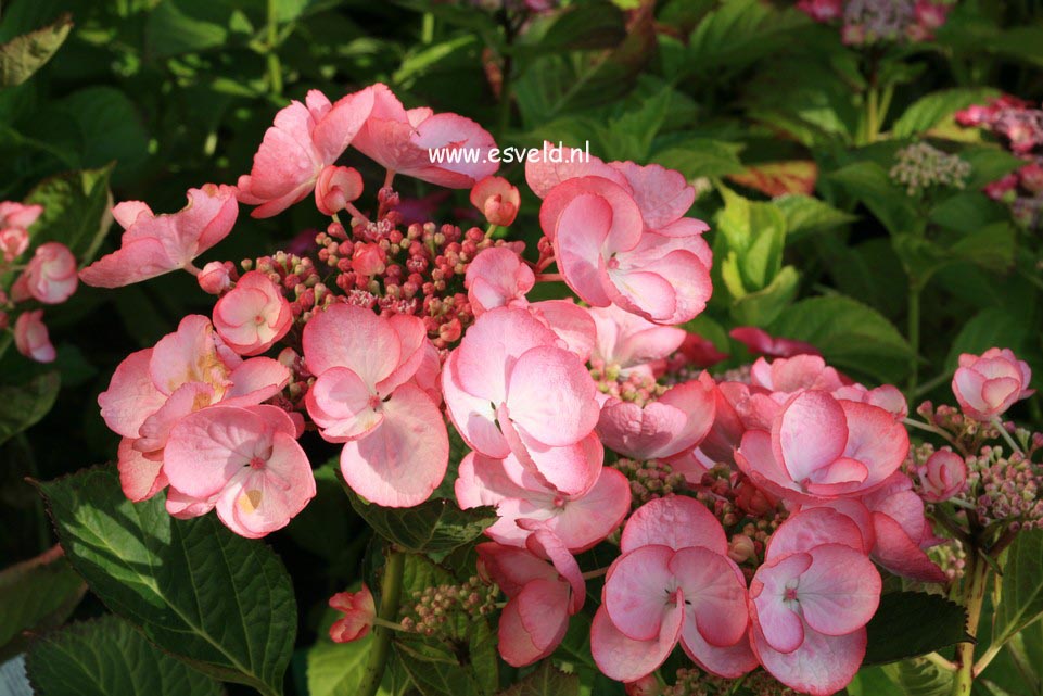 Hydrangea macrophylla 'Sheila'