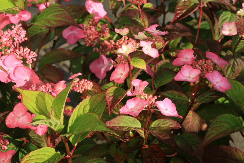 Hydrangea macrophylla 'Sheila'