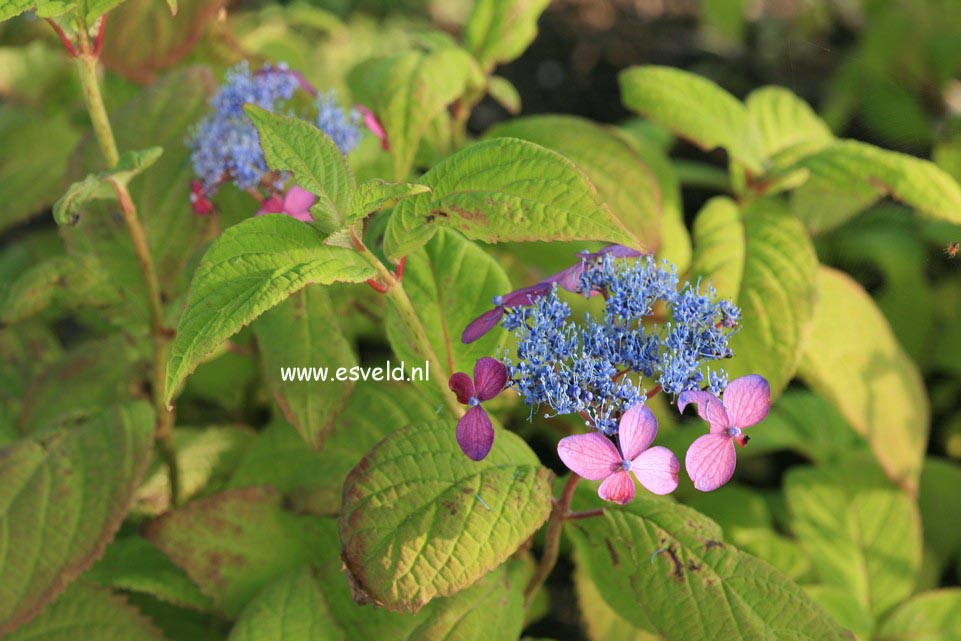 Hydrangea serrata 'Murasaki kobai'