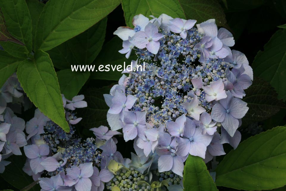 Hydrangea serrata 'Blue Deckle'