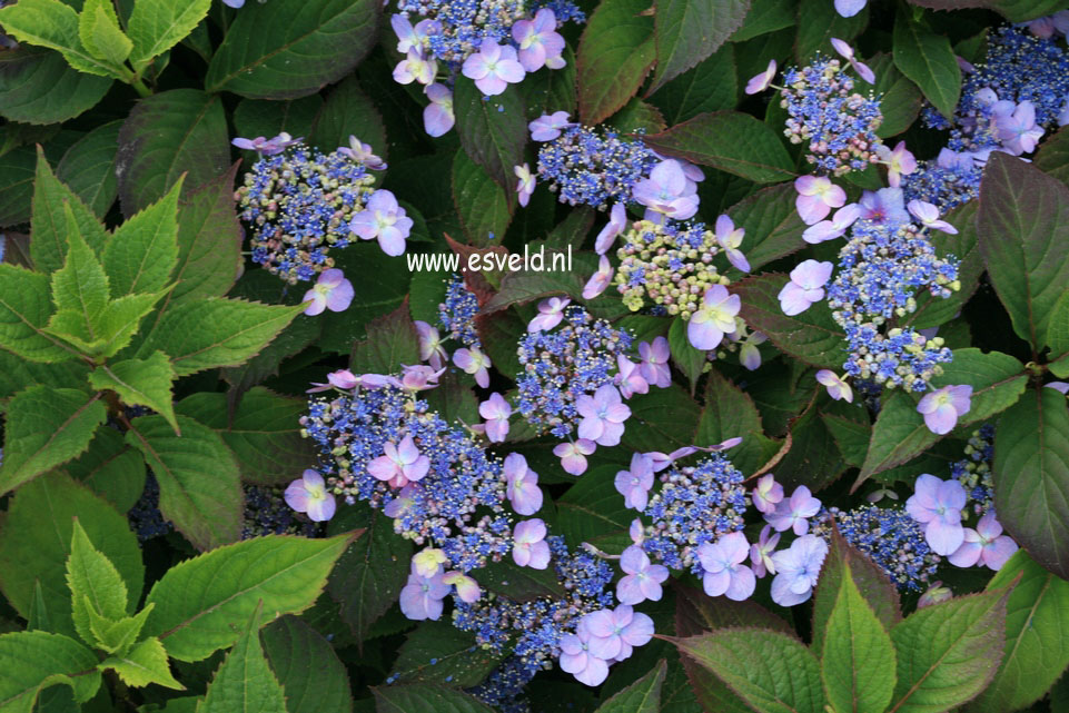 Hydrangea serrata 'Maiko'