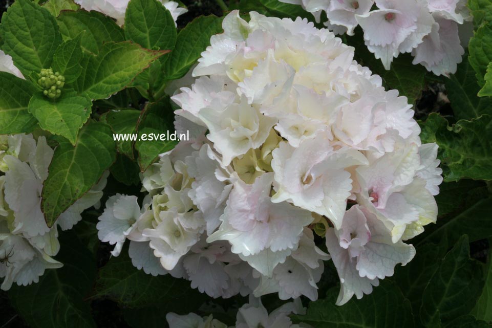 Hydrangea macrophylla 'Hulk' (MAGICAL EMERALD)