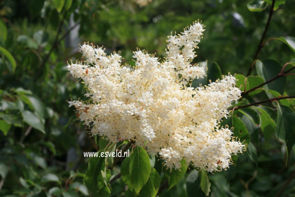 Syringa pekinensis