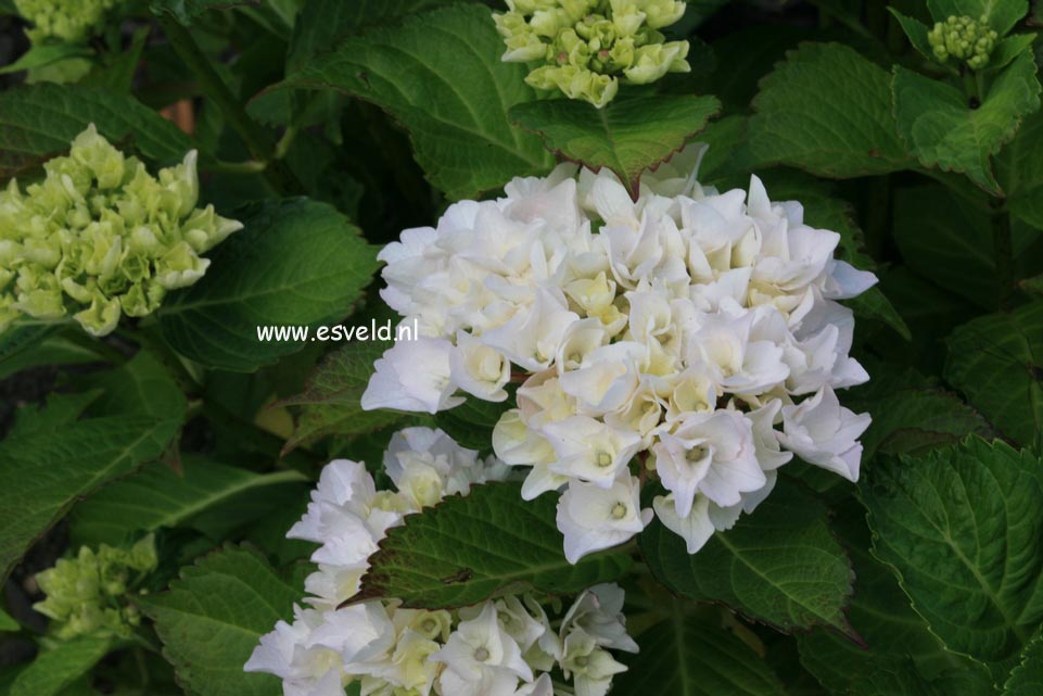 Hydrangea macrophylla 'Sturdy Hami'