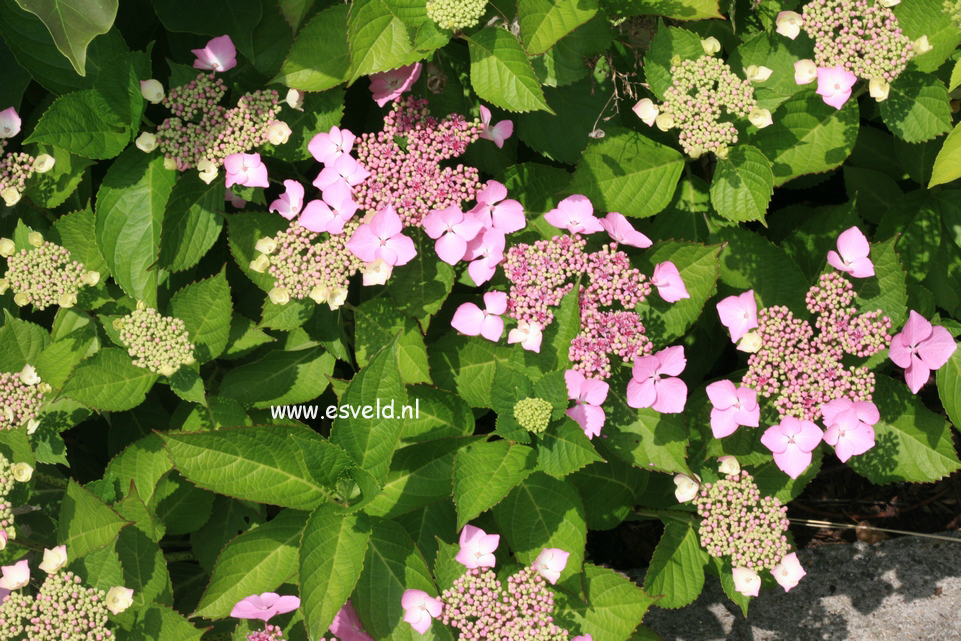 Hydrangea macrophylla 'Bleu Bleu Vasterival'