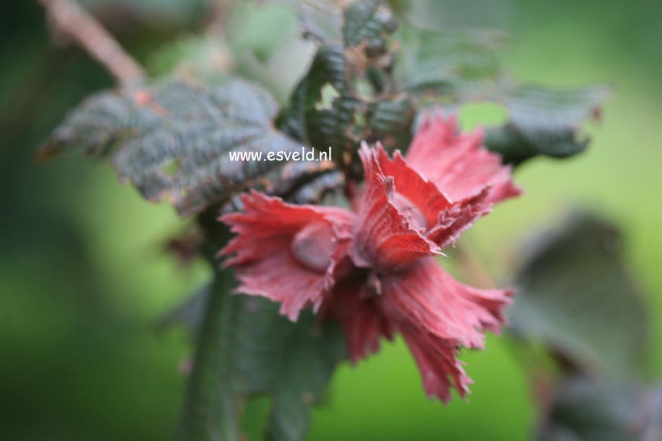 Corylus maxima 'Roter Zellernuss'