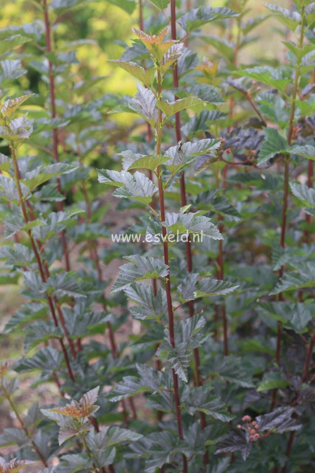 Physocarpus opulifolius 'Red Baron'