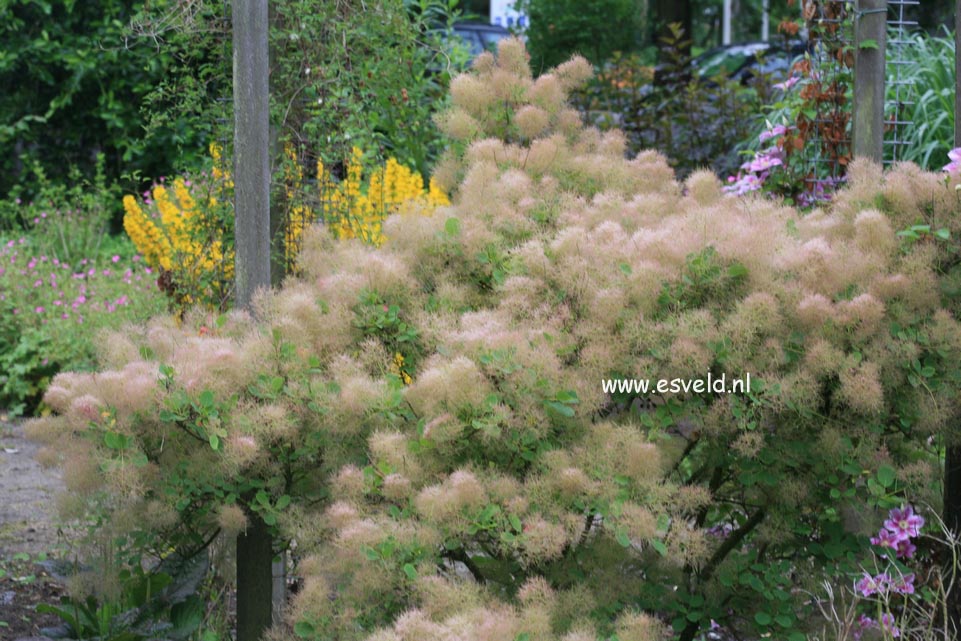 Cotinus coggygria 'Young Lady'