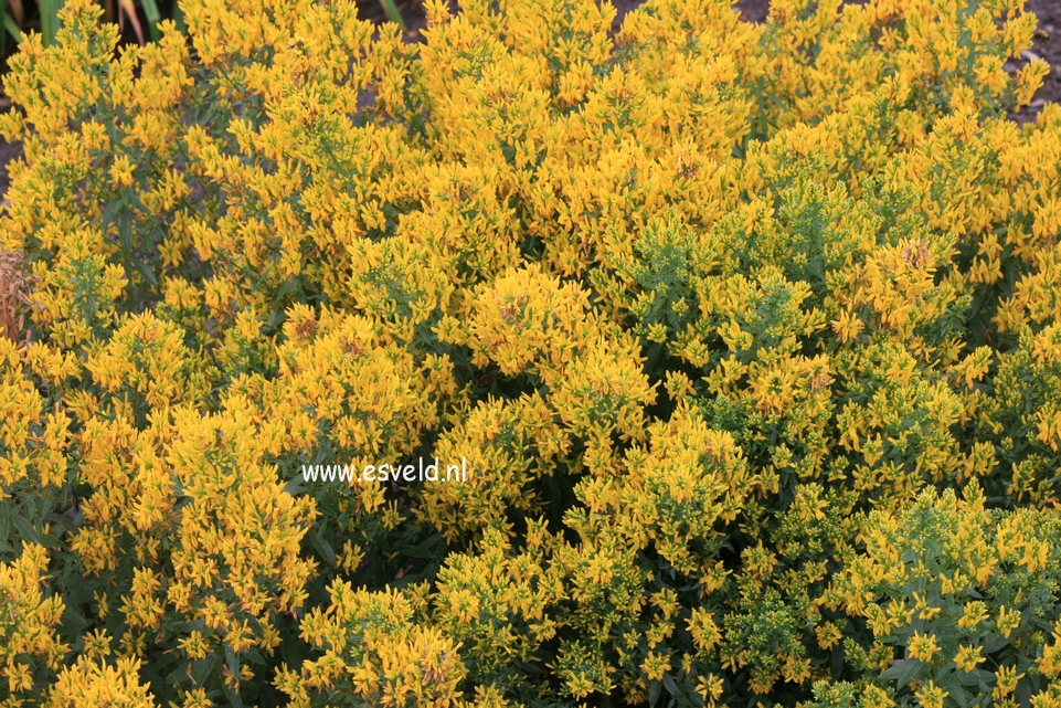 Genista tinctoria 'Royal Gold'