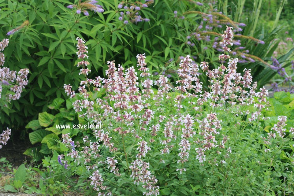 Nepeta grandiflora 'Dawn to Dusk'