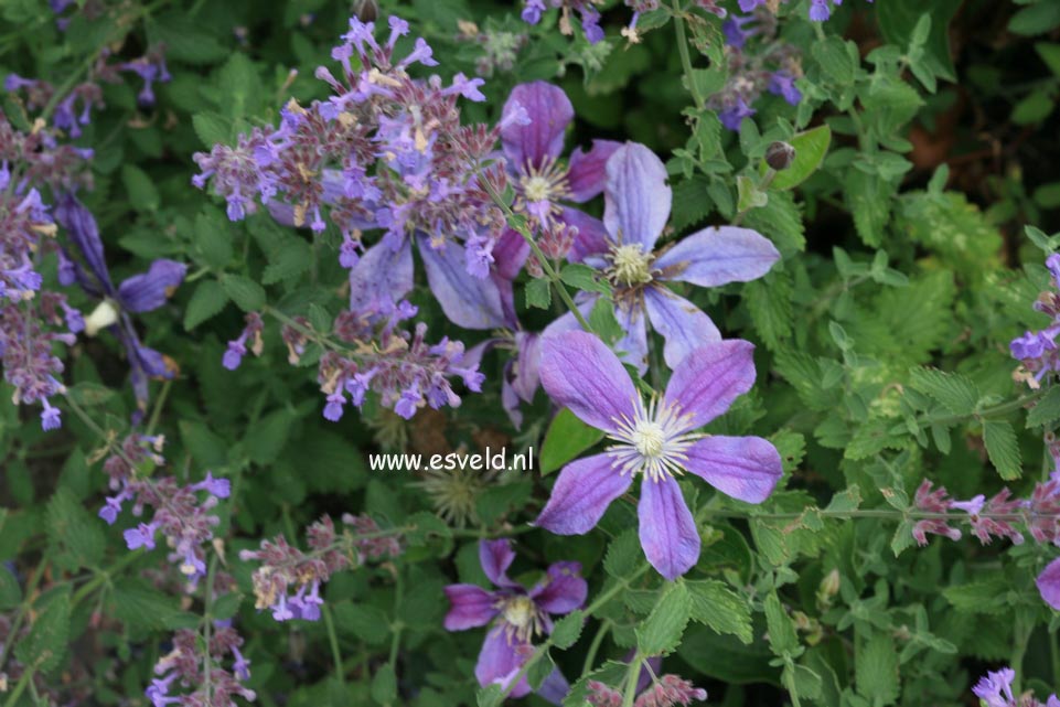 Clematis 'Arabella'