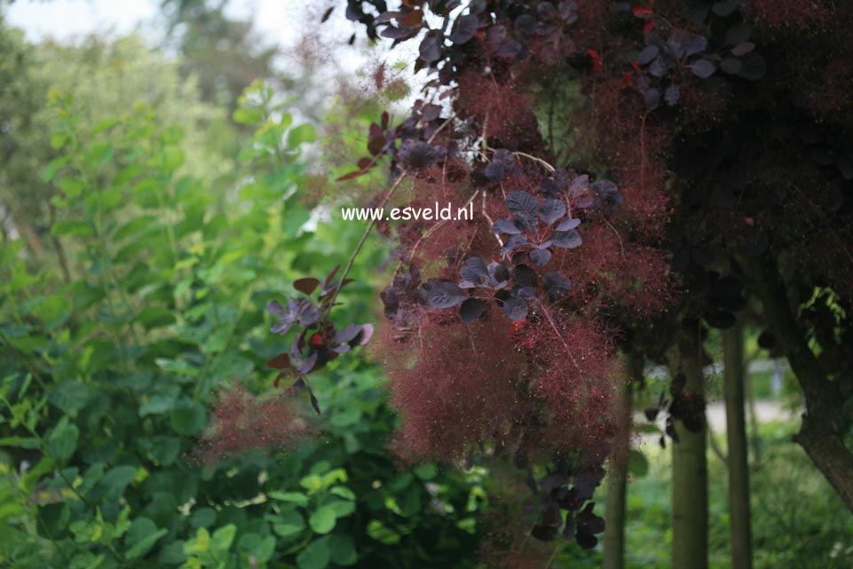 Cotinus coggygria 'Red Beauty'