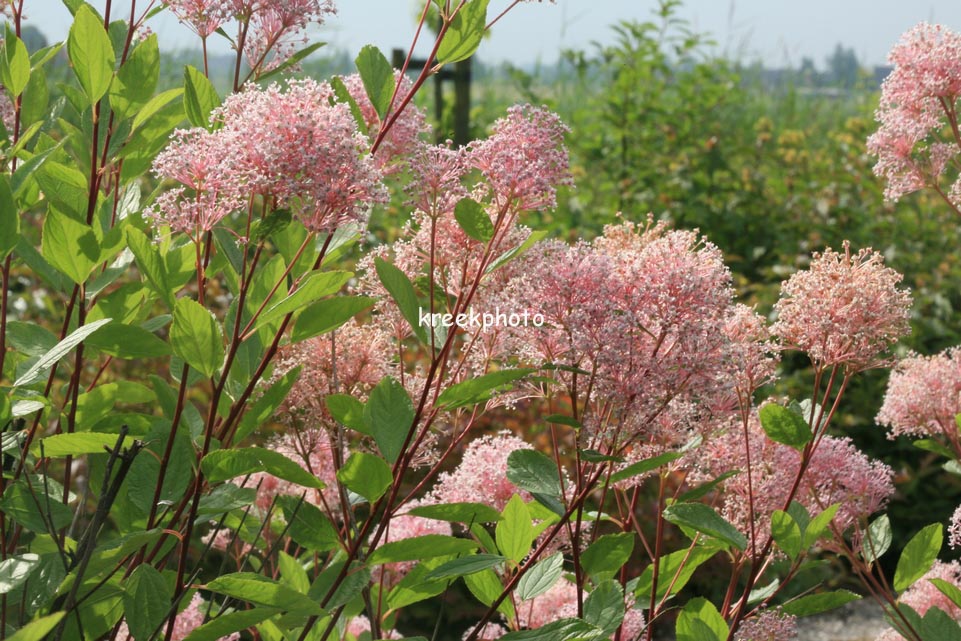 Ceanothus pallidus 'Marie Simon'