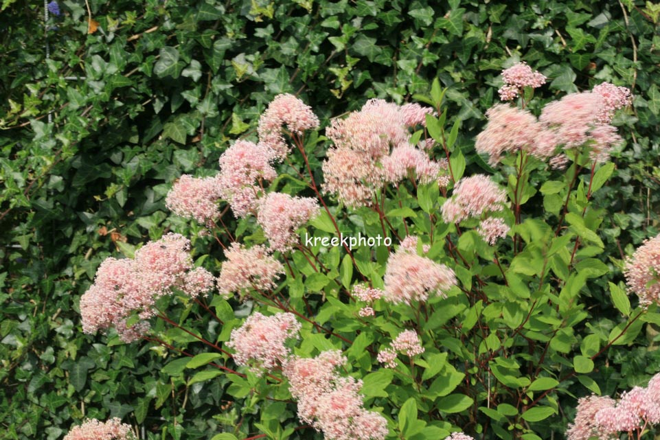 Ceanothus pallidus 'Marie Simon'