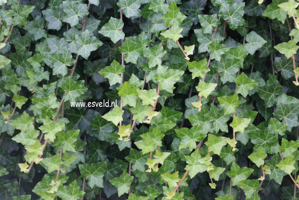 Hedera helix 'Thorndale'