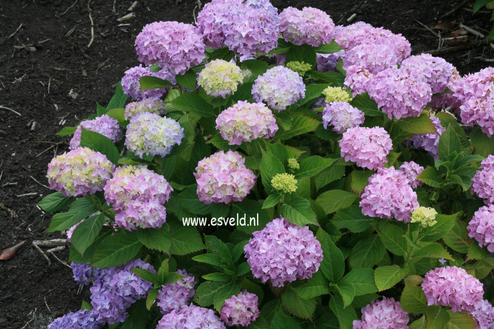 Hydrangea macrophylla 'La France'