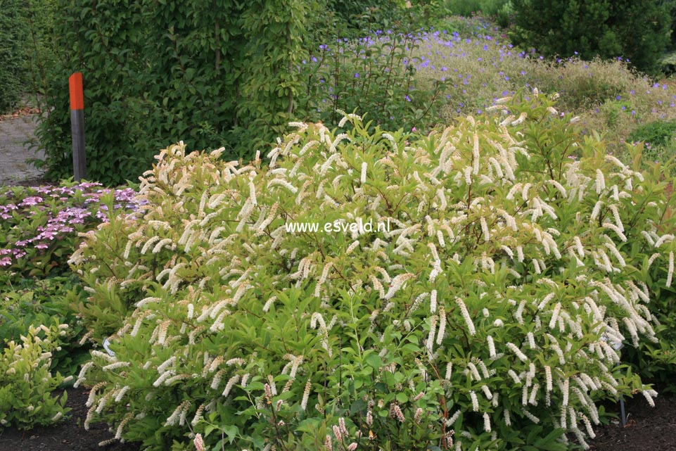 Itea virginica 'Henry's Garnet'