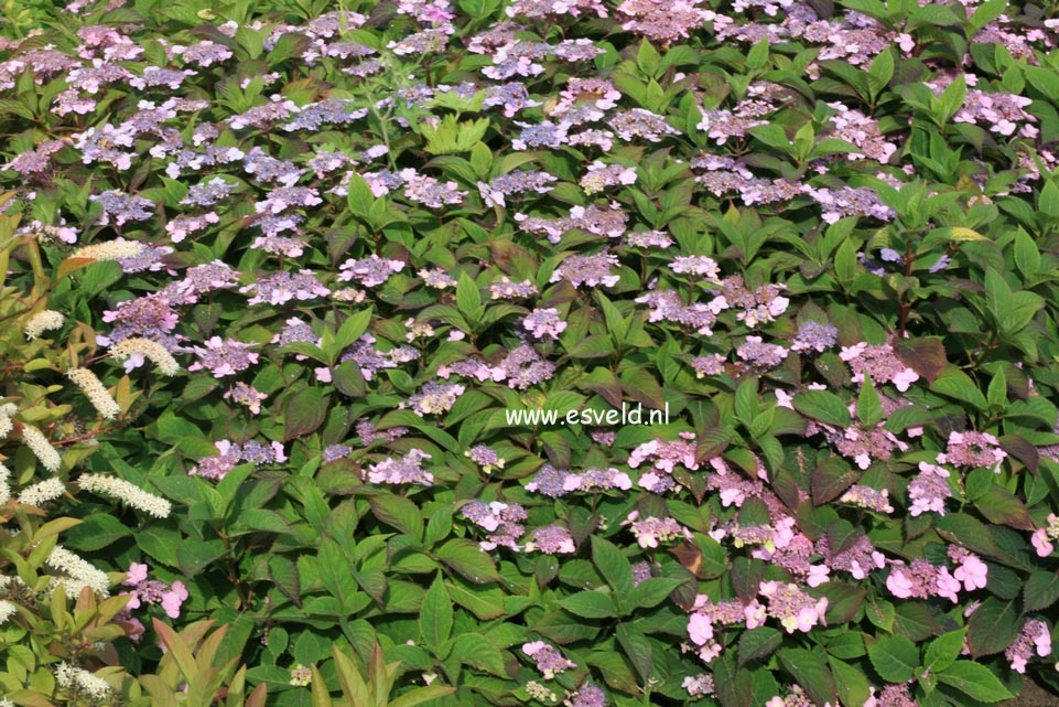 Hydrangea serrata 'Spreading Beauty'