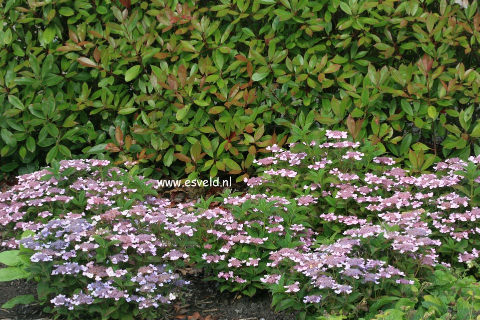 Hydrangea serrata 'Lace Delight'