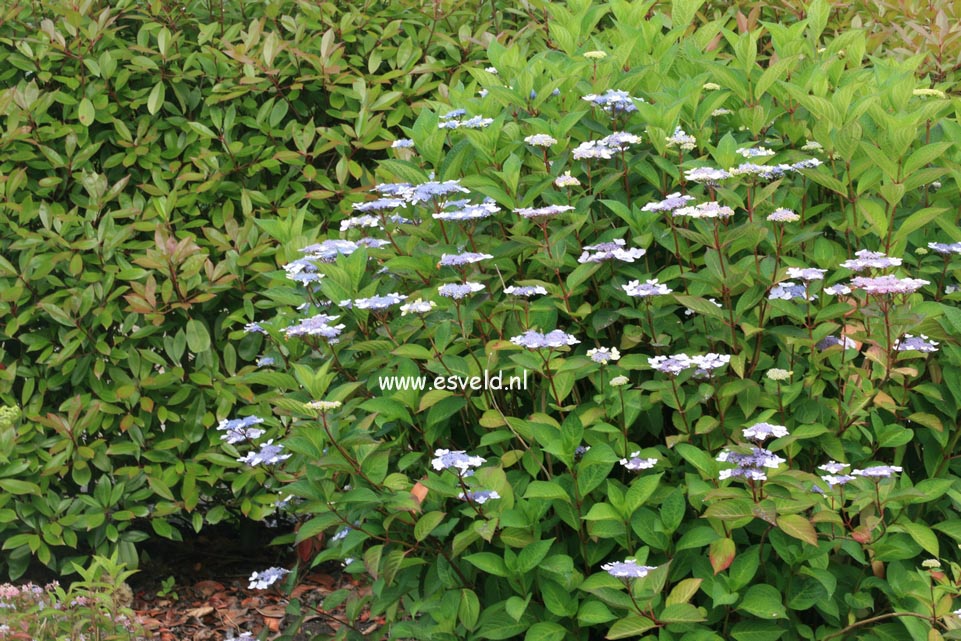 Hydrangea macrophylla 'Belzonii'