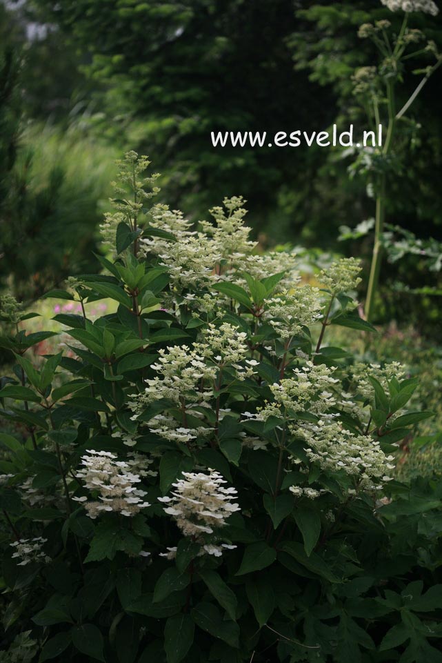 Hydrangea paniculata 'Dharuma'