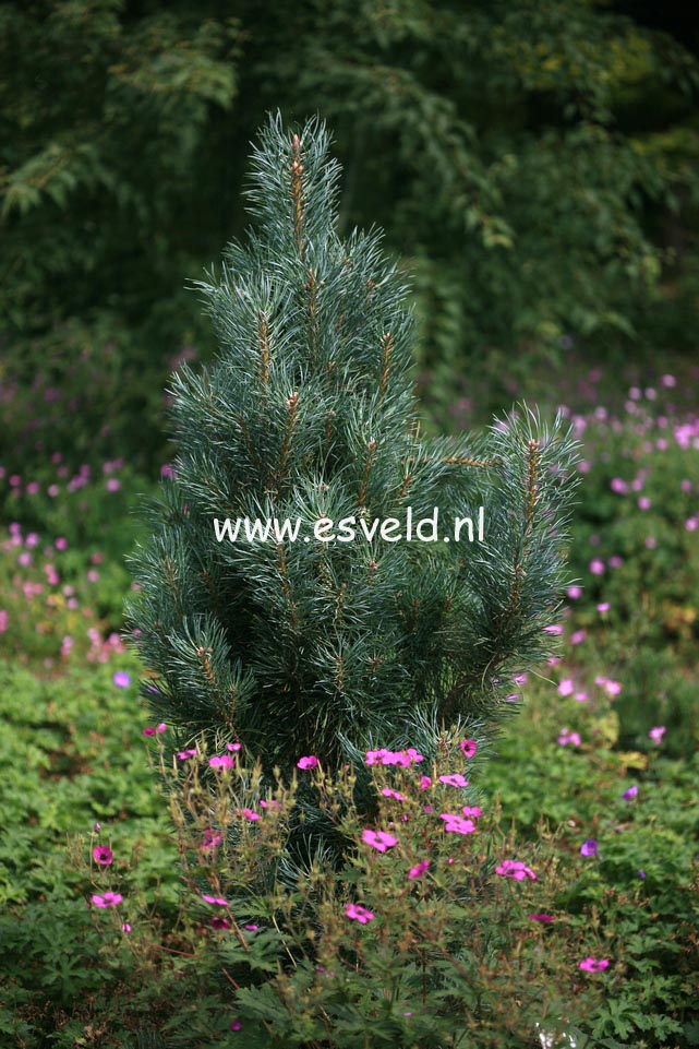 Pinus sylvestris 'Fastigiata'