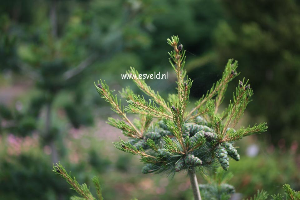 Pinus parviflora 'Negishi'