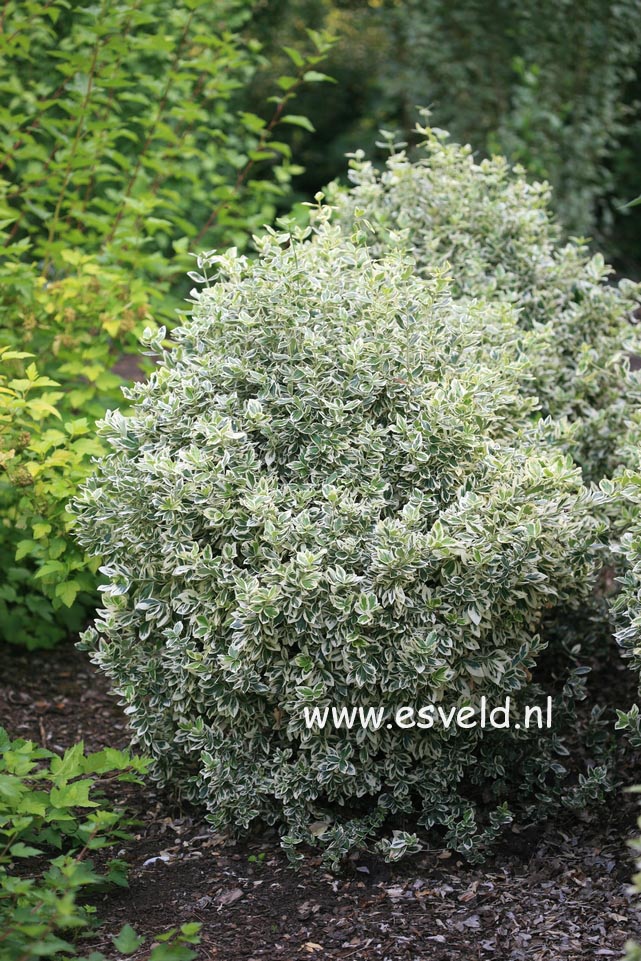 Euonymus fortunei 'Variegatus'