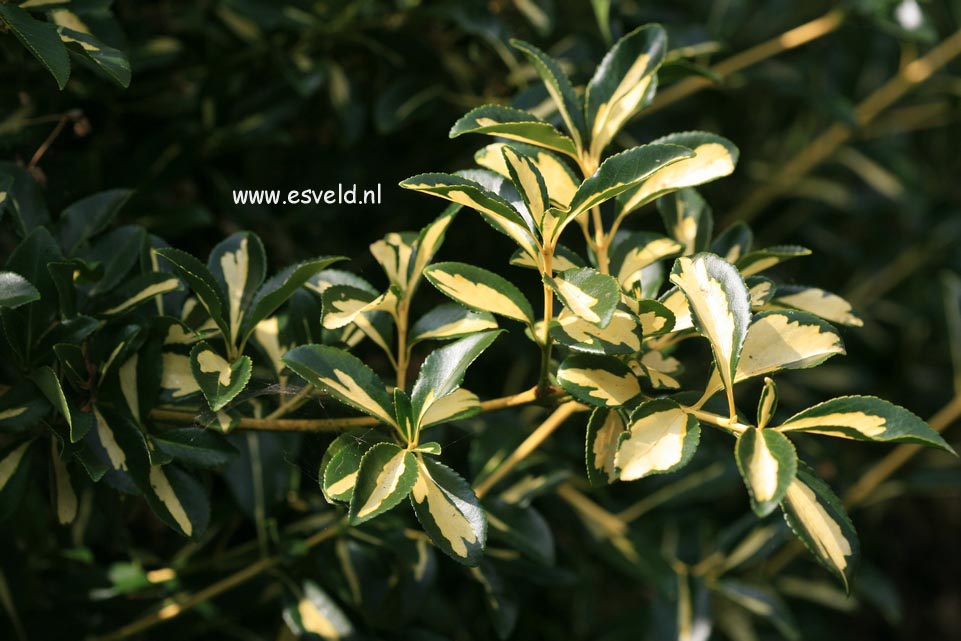 Euonymus fortunei 'Interbolwi' (BLONDY)