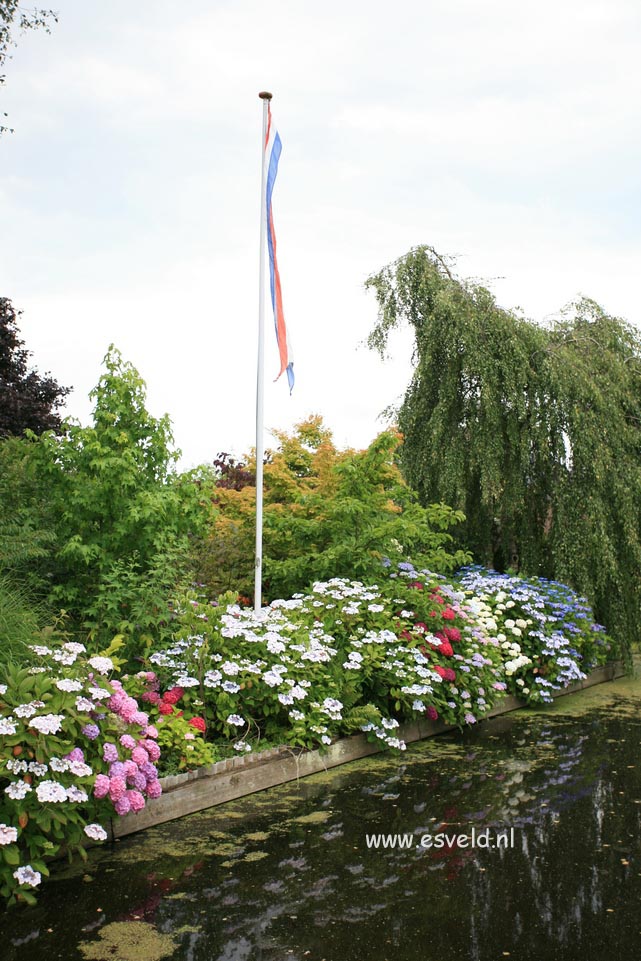 Hydrangea macrophylla