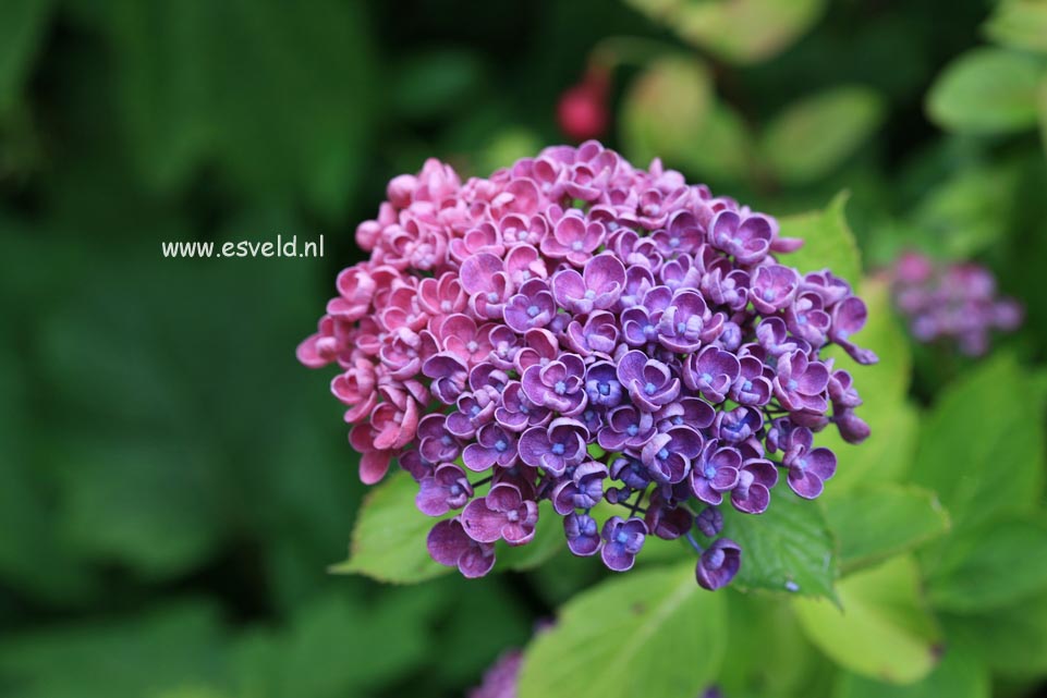 Hydrangea macrophylla 'Hopcorn' (HOVARIA)