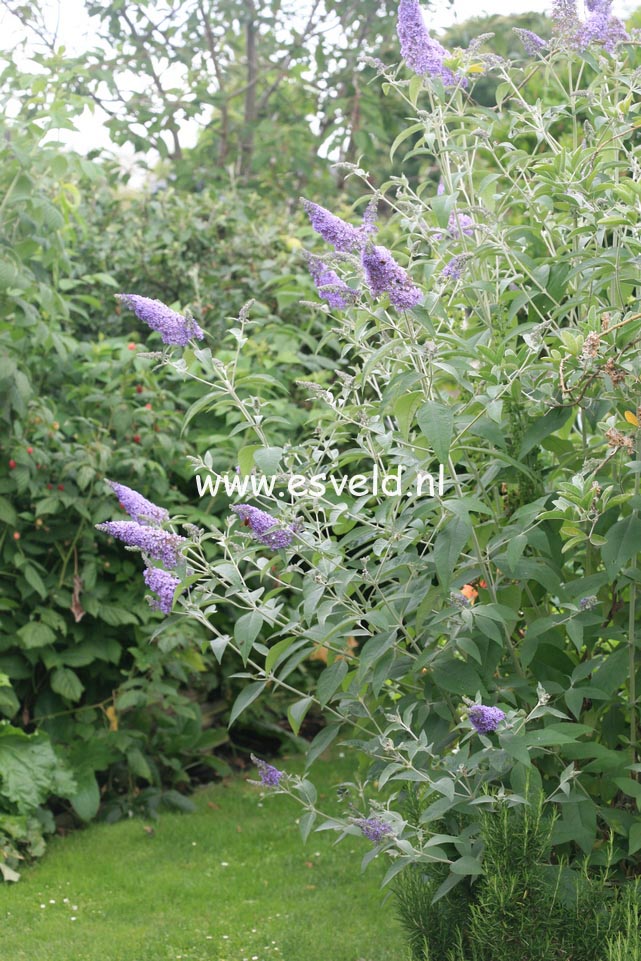 Buddleja fallowiana