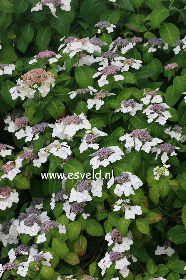 Hydrangea macrophylla 'Mariesii Grandiflora'