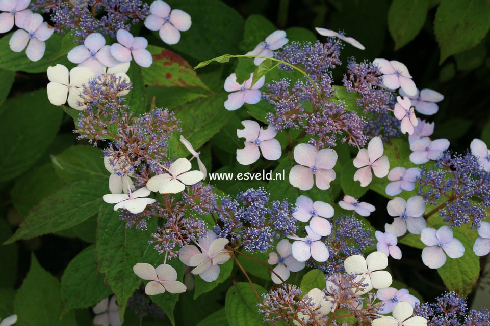 Hydrangea serrata 'Forget Me Not'