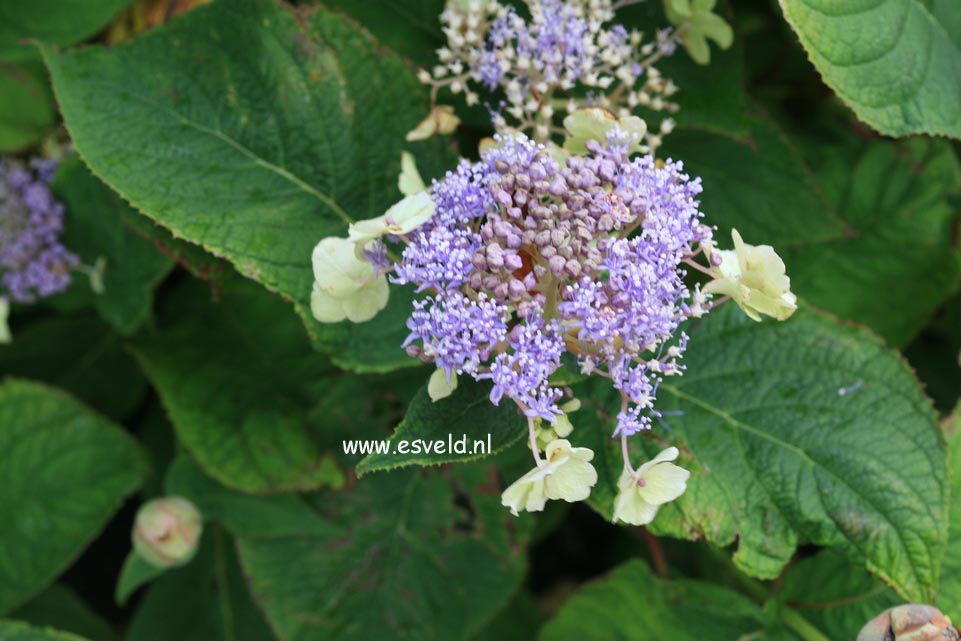 Hydrangea involucrata 'Viridescens'