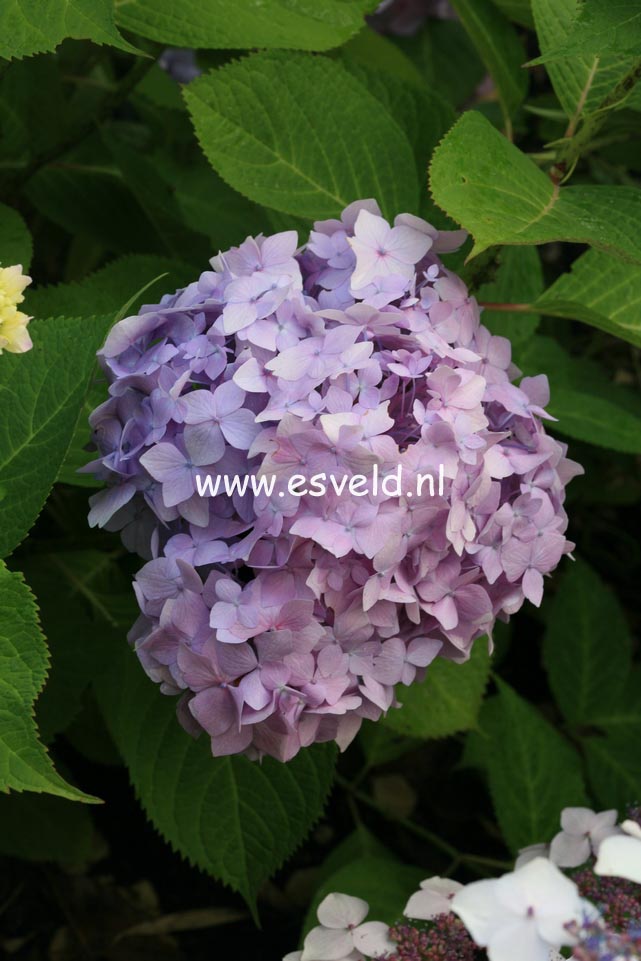 Hydrangea macrophylla 'Shin ozaki'