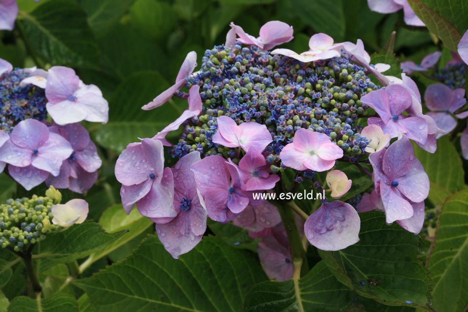 Hydrangea macrophylla 'Geisha'